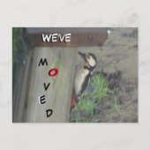 Cute Woodpecker op Nest Box We hebben Briefkaart v (Voorkant)