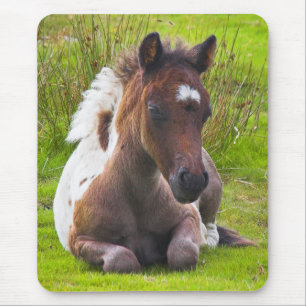 Cute Yearling Foal mousepad Muismat
