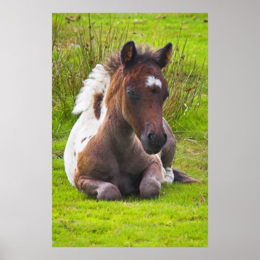 Cute Yearling Foal poster print (Voorkant)