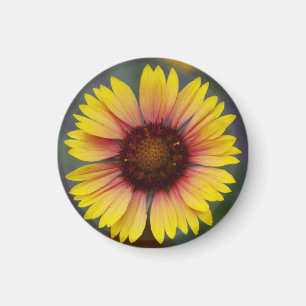 Cute Yellow Daisy Floral Magnet Magneet