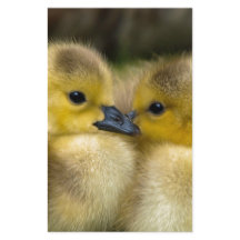 Cute Yellow Fluffy Ducklings, Baby Eenden