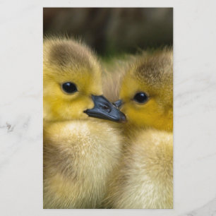 Cute Yellow Fluffy Ducklings, Baby Eenden Briefpapier