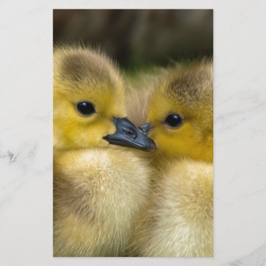 Cute Yellow Fluffy Ducklings, Baby Eenden Briefpapier (Voorkant)