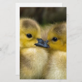 Cute Yellow Fluffy Ducklings, Baby Eenden Briefpapier (Voorkant / Achterkant)