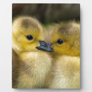 Cute Yellow Fluffy Ducklings, Baby Eenden Fotoplaat