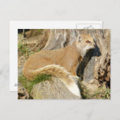 Cute Yellow Mongoose Briefkaart (Voorkant / Achterkant)
