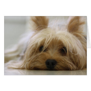 Cute Yorkie