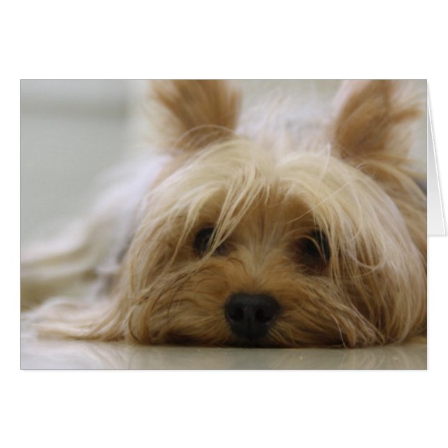 Cute Yorkie (Devant Horizontal)