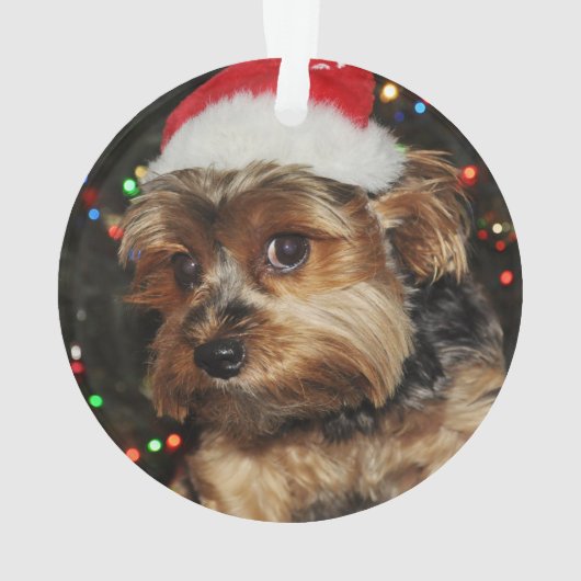Cute Yorkie avec Santa Hat (dos)