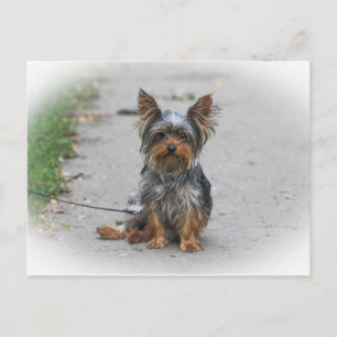 Cute Yorkie Briefkaart
