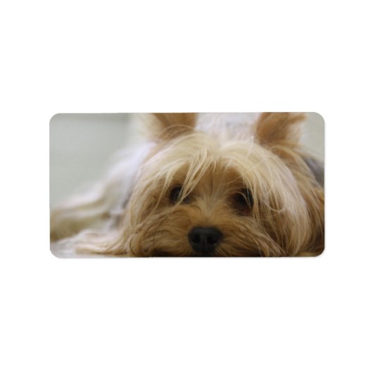 Cute Yorkie Etiket (Voorkant)