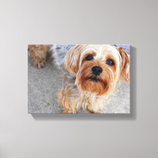 Cute Yorkie Puppy Canvas Afdruk
