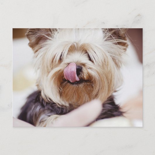 Cute Yorkie Terrier Briefkaart (Voorkant)