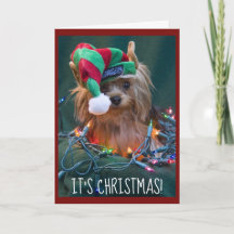 Cute Yorkie Wearing Elf Pet
