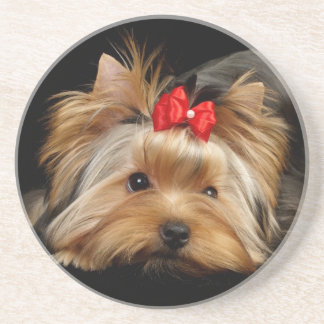 Cute yorkie zandsteen onderzetter