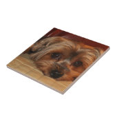 Cute yorkshire shier dog,yorkie tegeltje (Zijkant)