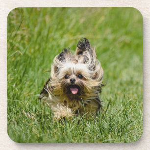 Cute Yorkshire Terrier die door Grass loopt Bier Onderzetter
