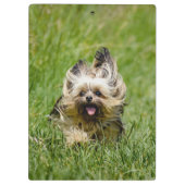 Cute Yorkshire Terrier die door Grass loopt Klembord (Achterkant)