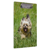 Cute Yorkshire Terrier die door Grass loopt Klembord (Rechts)