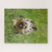 Cute Yorkshire Terrier die door Grass loopt Legpuzzel (Horizontaal)