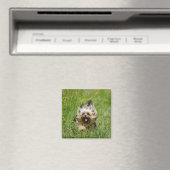 Cute Yorkshire Terrier die door Grass loopt Magneet (Insitu (Vaatwasser))