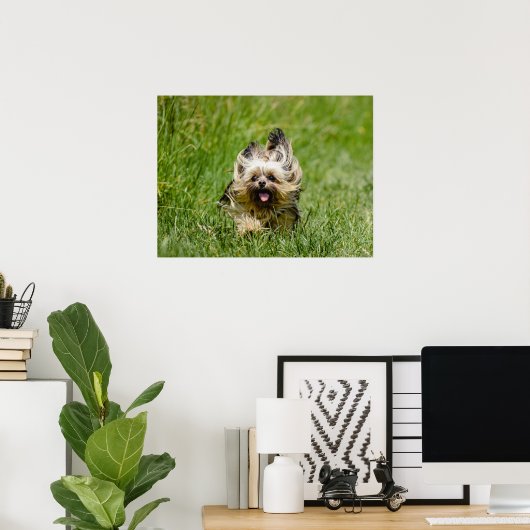 Cute Yorkshire Terrier die door Grass loopt Poster (Thuiskantoor)