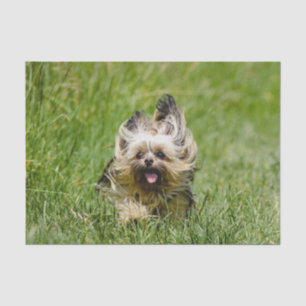 Cute Yorkshire Terrier die door Grass loopt Tissuepapier