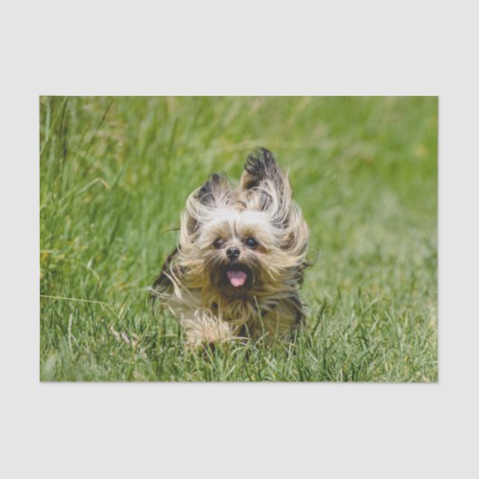 Cute Yorkshire Terrier die door Grass loopt Tissuepapier (Voorkant)