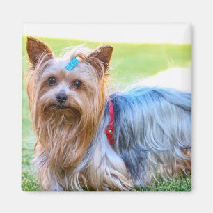 Cute Yorkshire Terrier Dog Head Body Magnet Magneet