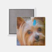 Cute Yorkshire Terrier Dog Head Magnet (Recto/Verso)