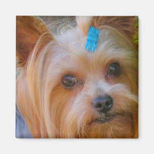 Cute Yorkshire Terrier Dog Head Magnet
