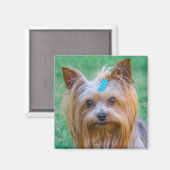Cute Yorkshire Terrier Dog Head Magnet (Recto/Verso)