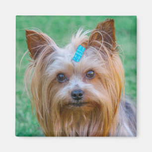 Cute Yorkshire Terrier Dog Head Magnet Magneet