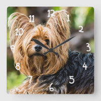 Cute Yorkshire Terrier Dog in de tuin