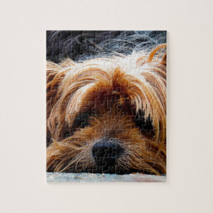 Cute Yorkshire Terrier Dog Legpuzzel