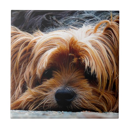Cute Yorkshire Terrier Dog Tegeltje (Voorkant)