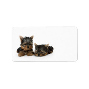 Cute Yorkshire Terrier puppies Etiket