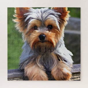 Cute Yorkshire Terrier Puppy Dog Legpuzzel
