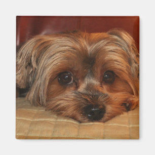 Cute Yorkshire Terrier Puppy Dog Magneet