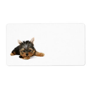 Cute Yorkshire Terrier Puppy Etiket