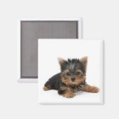 Cute Yorkshire Terrier Puppy Magneet (Voorkant / Achterkant)