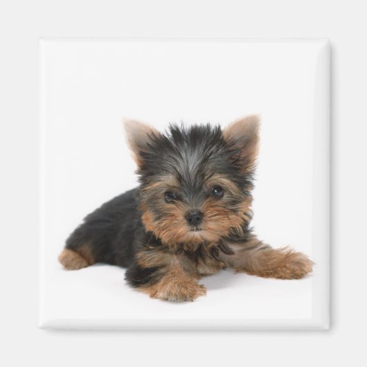 Cute Yorkshire Terrier Puppy Magneet (Voorkant)