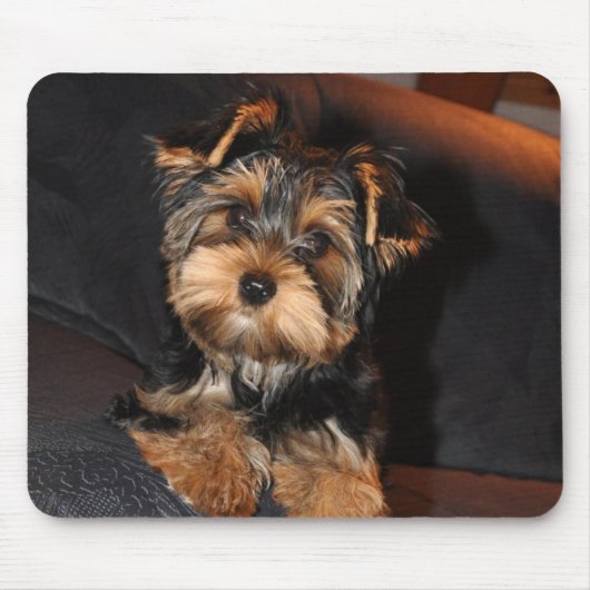 Cute Yorkshire Terrier Puppy Muismat (Voorkant)