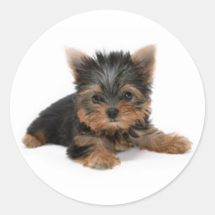 Cute Yorkshire Terrier Puppy Ronde Sticker