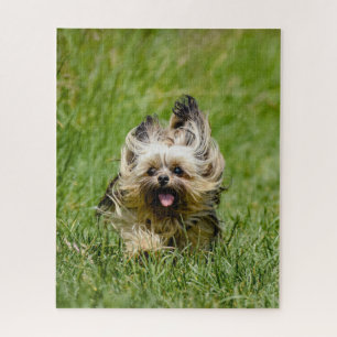 Cute Yorkshire Terrier Running Through Grass Legpuzzel