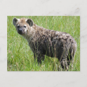 Cute Young Hyena met Wet Fur in Green Grass Briefkaart