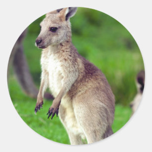 Cute young Kangaroo Ronde Sticker