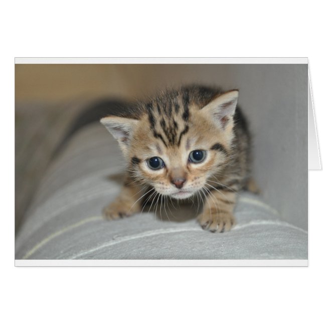 Cute Young Kitten (Devant horizontal)
