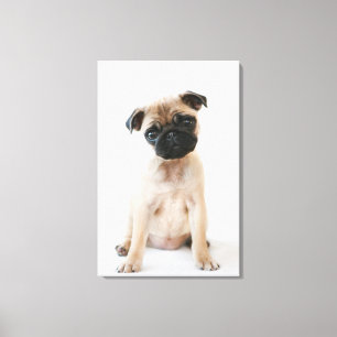 Cute Young Pug Dog Canvas Afdruk