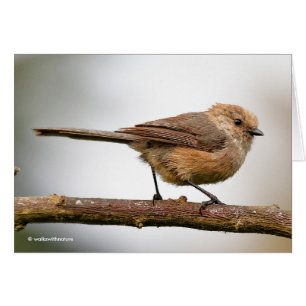 Cute Young Songbird on the Hybrid Fruit Tree